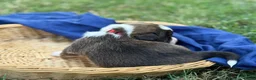 Mixed Breed dogs for sale: Red collar Boy - Ad 3