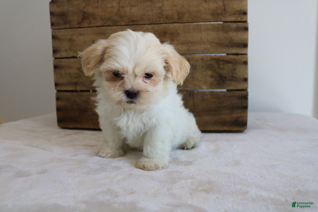 Maltipoo dogs for sale: Katy - Ad 1