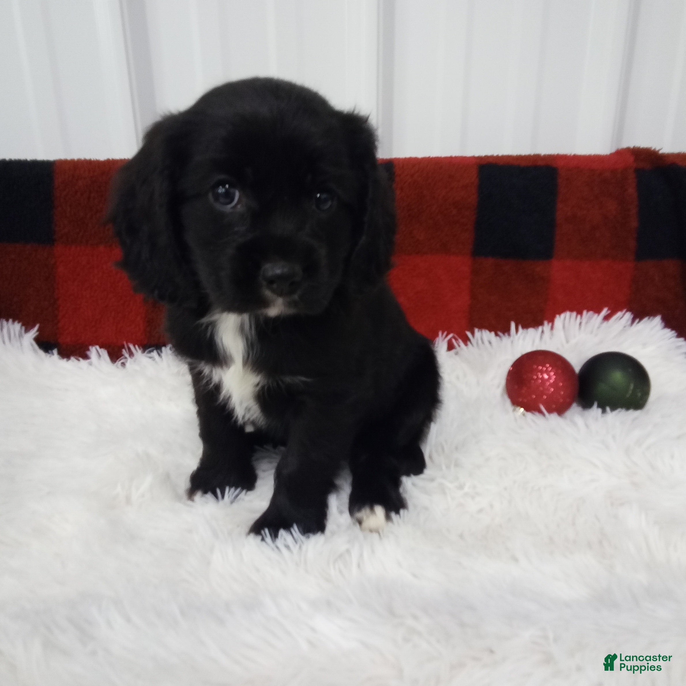 Cockalier dogs Harrison - Ad 3