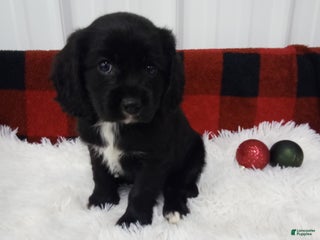 Cockalier dogs - Ad 28