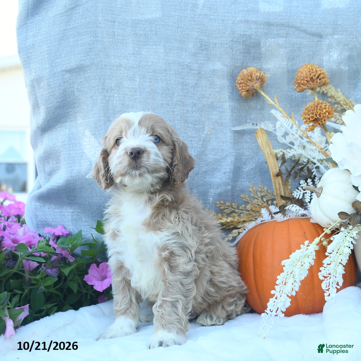 Cockapoo dogs Ginger  - Ad 2
