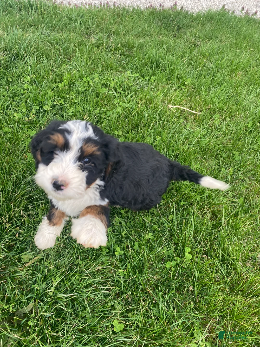 Mini Bernedoodle dogs for sale: Pepsi - Ad 3