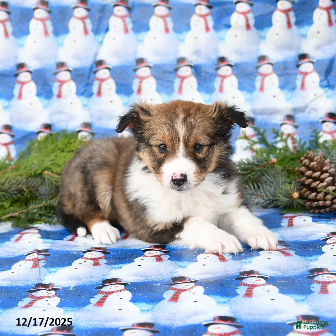 Shetland Sheepdog dogs for sale: Finn - Ad 2