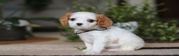 Cavalier King Charles Spaniel dogs for sale: Weston - Ad 3