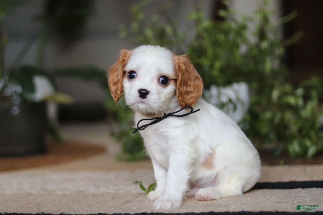 Cavalier King Charles Spaniel dogs for sale: Weston - Ad 3
