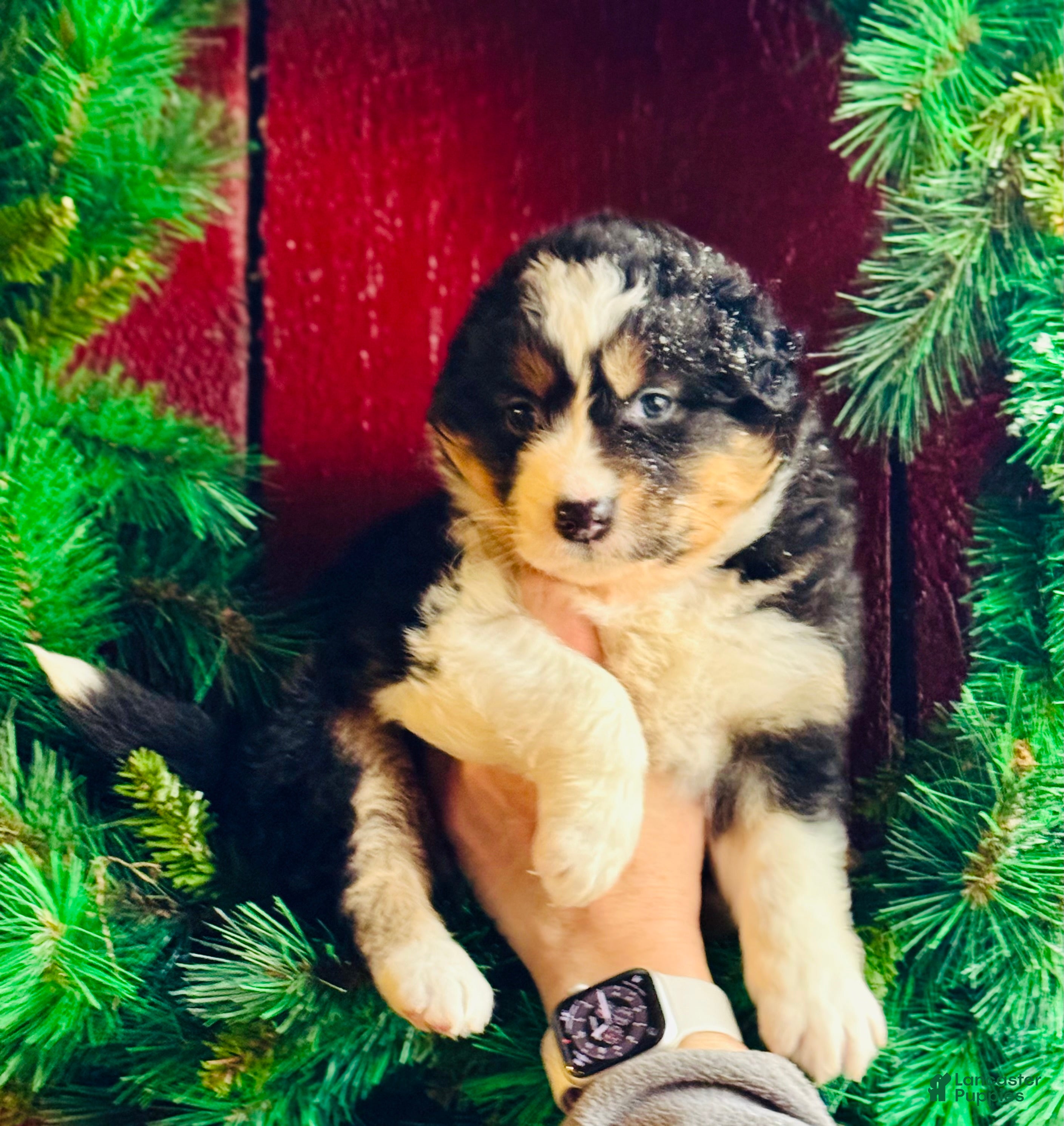 Mixed Breed dogs Mixed Breed Puppy 2 - Ad 2