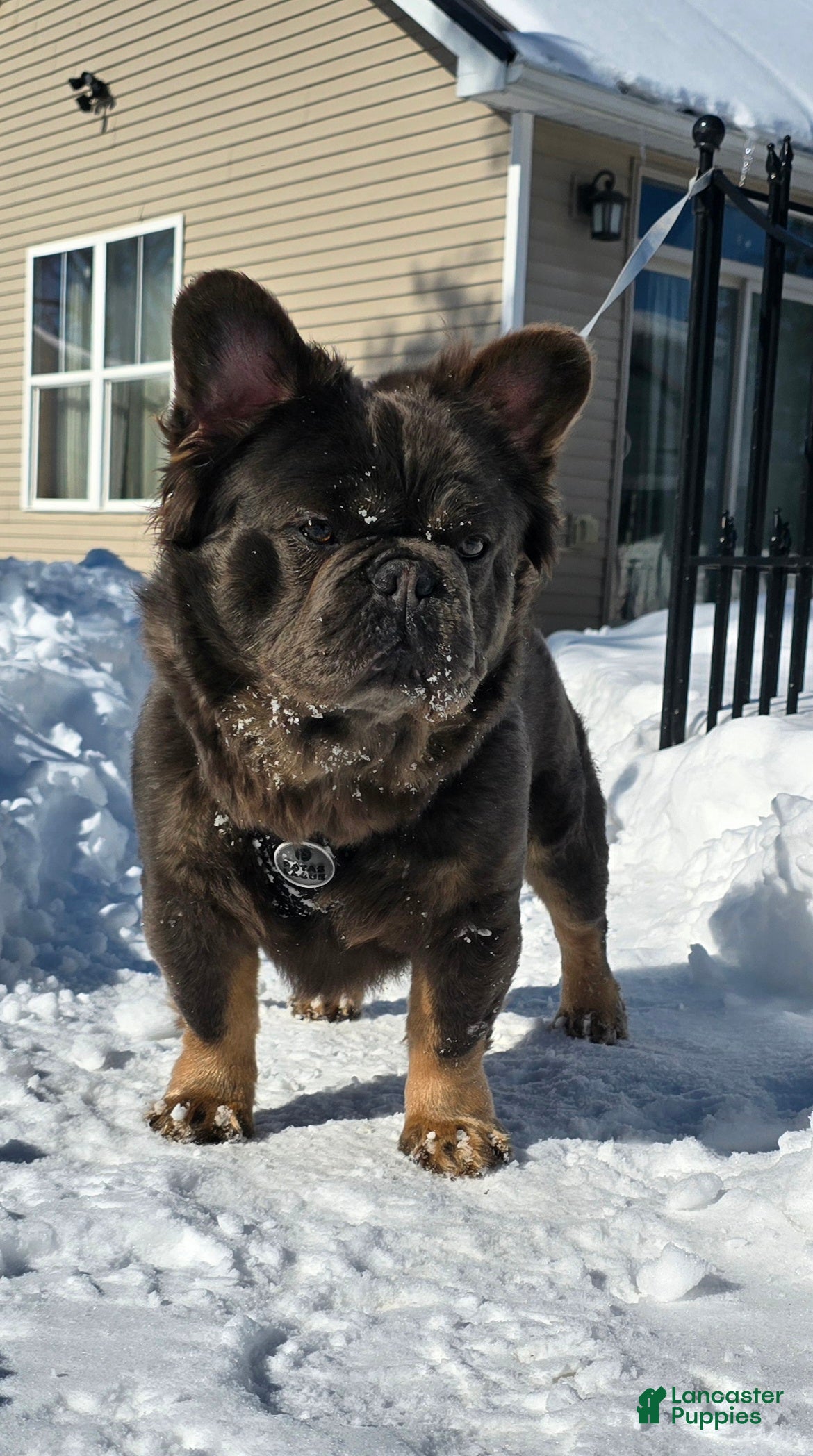 French Bulldog dogs Tyson - Ad 2