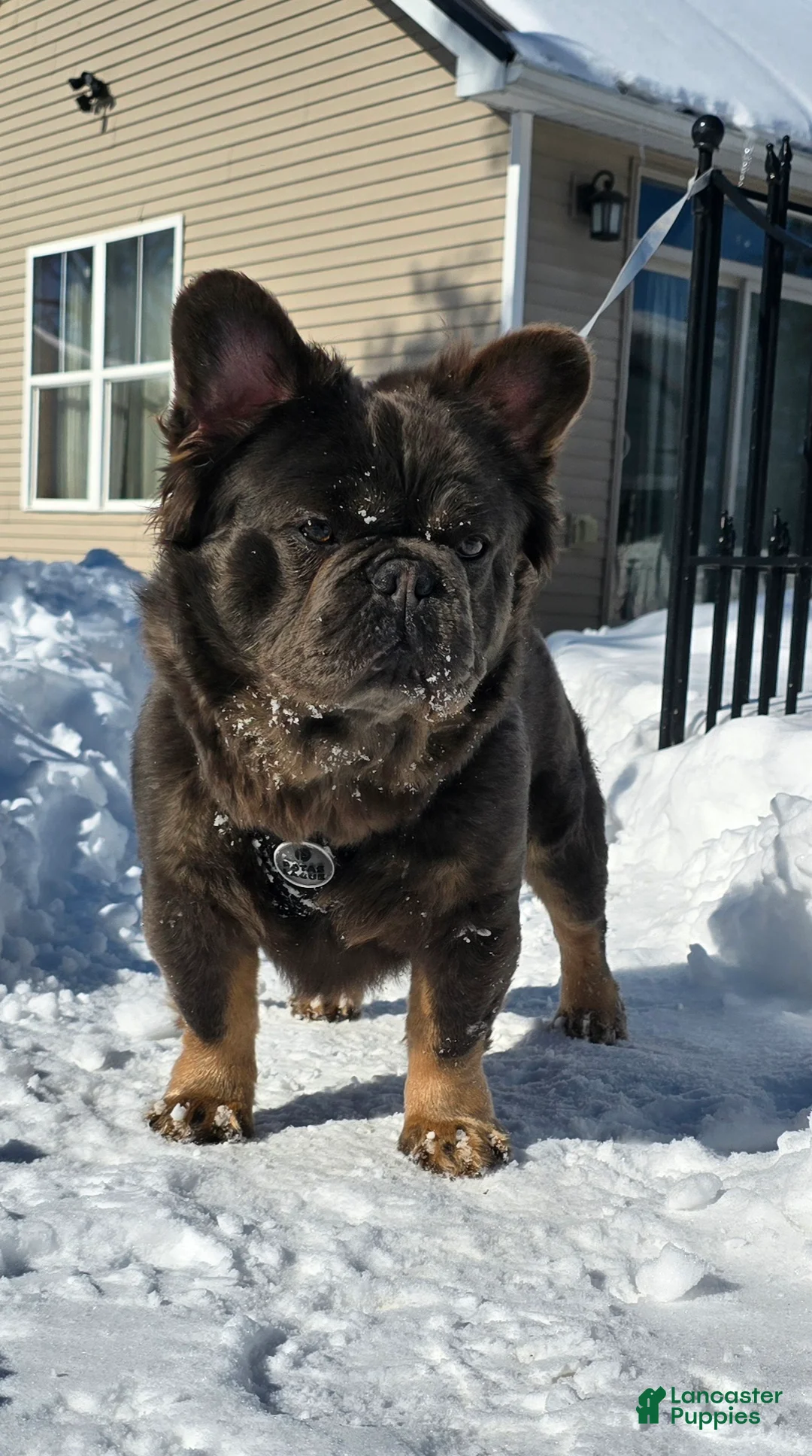 French Bulldog dogs for sale: Tyson - Ad 2