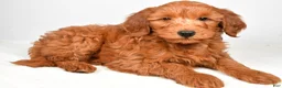 Goldendoodle dogs for sale: charlie - Ad 1