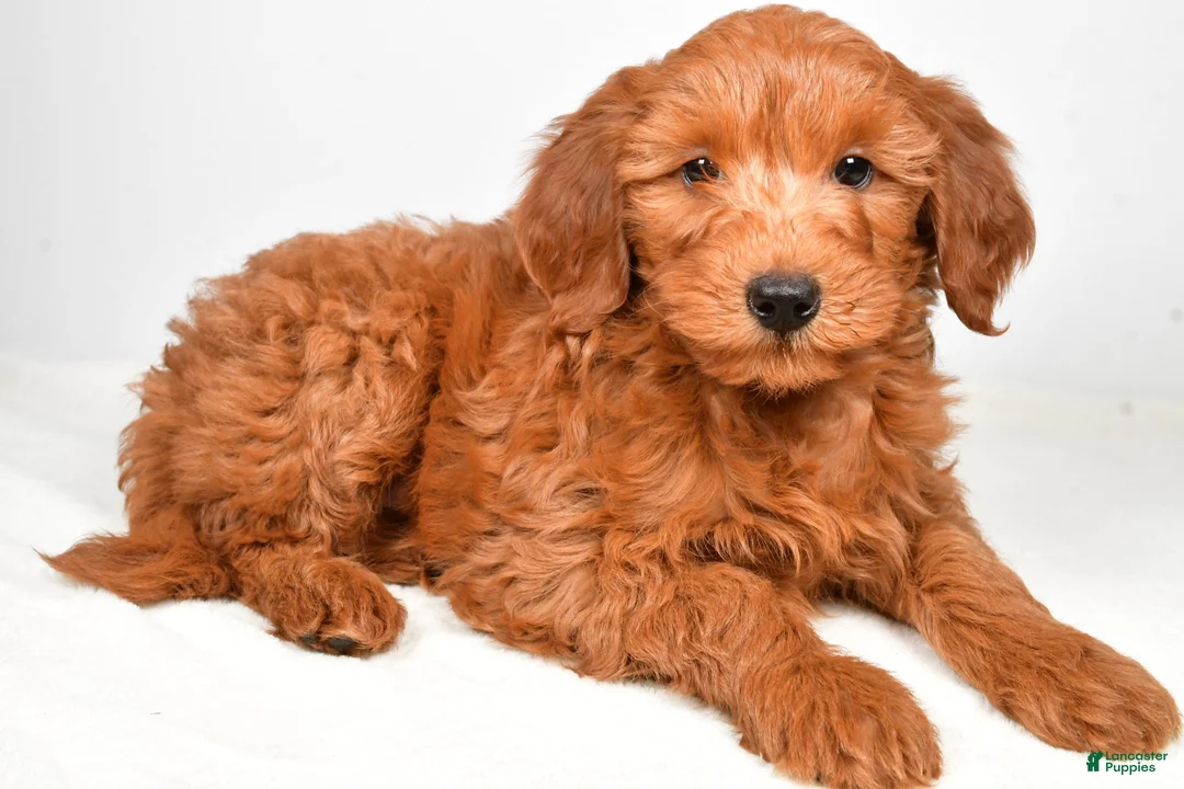Goldendoodle dogs for sale: charlie - Ad 1