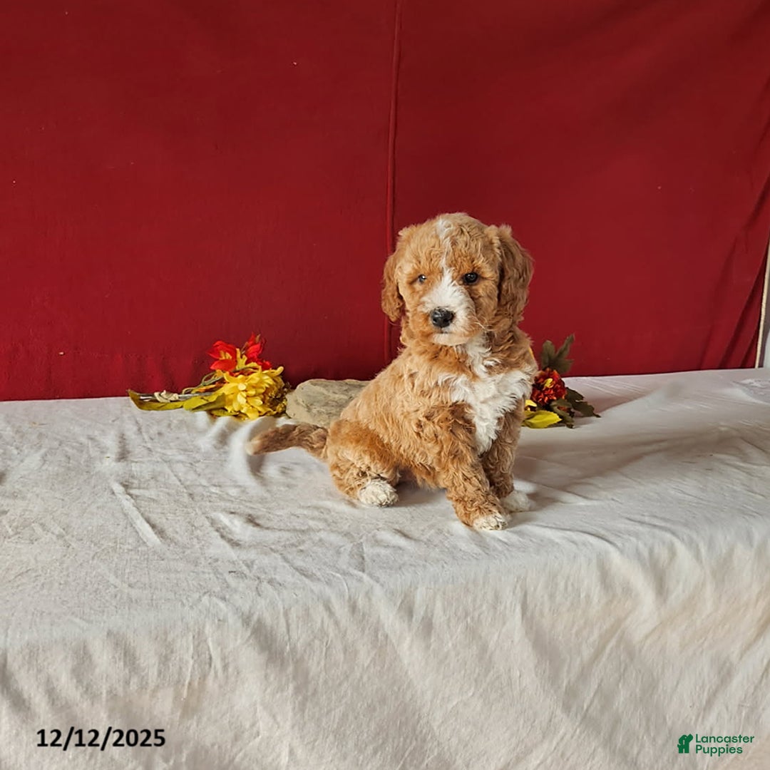 Mini Goldendoodle dogs for sale: Rita - Ad 2