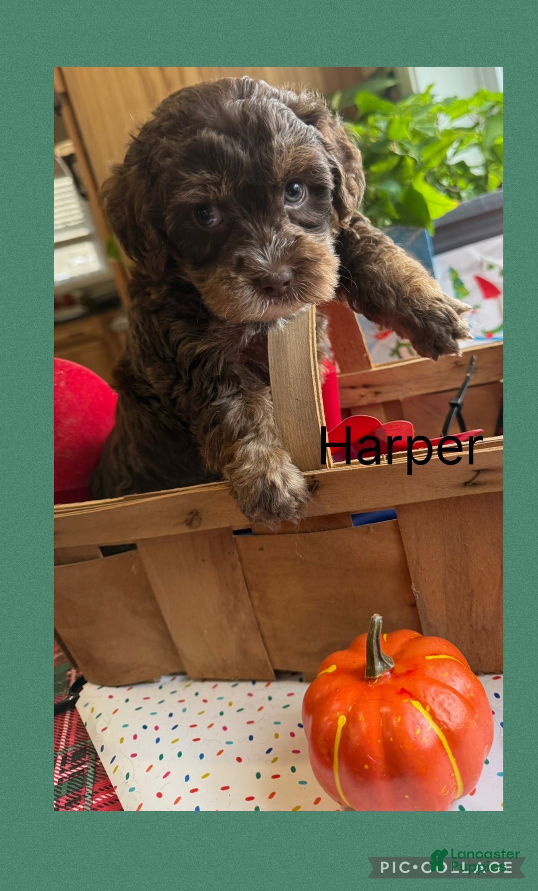 Yorkiepoo dogs for sale: Yorkiepoo litter of 5 puppies - Ad 15