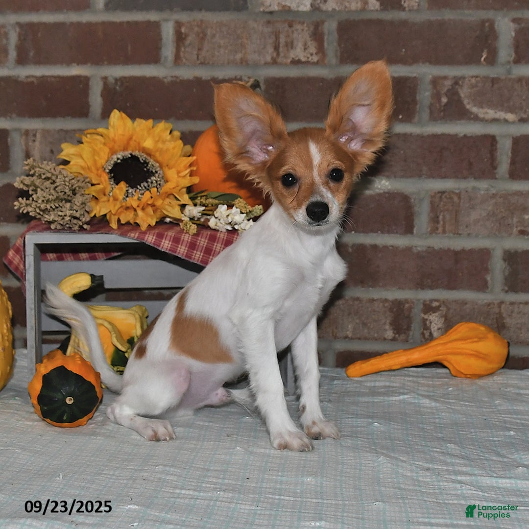 Papillon dogs for sale: Bailey - Ad 7