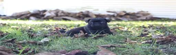 Pug dogs for sale: Chestnut -male- - Ad 10