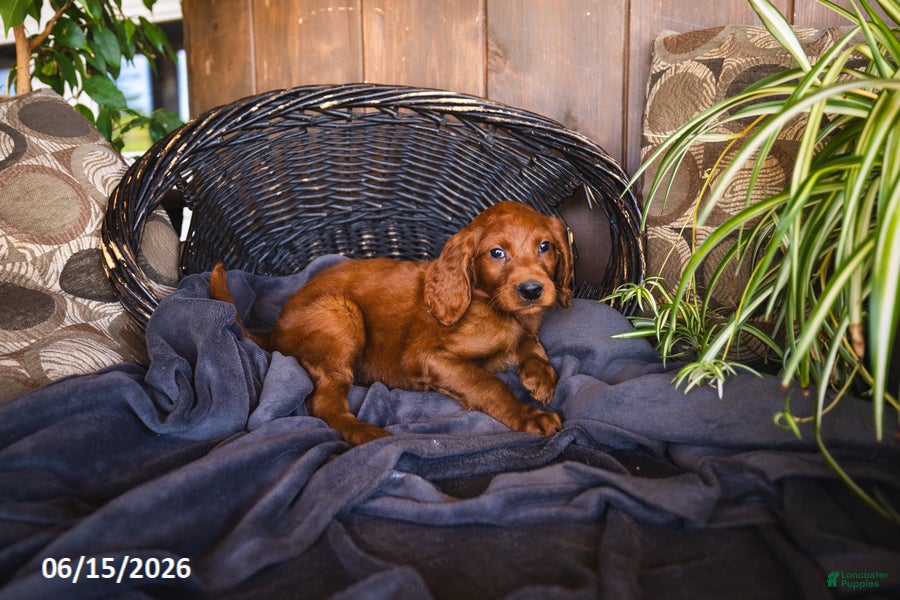 Irish Doodle dogs Sonya - Ad 12