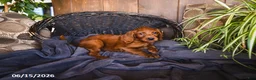 Irish Doodle dogs for sale: Sonya - Ad 1