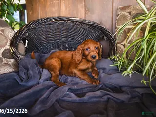 Irish Doodle dogs Sonya - Ad 12