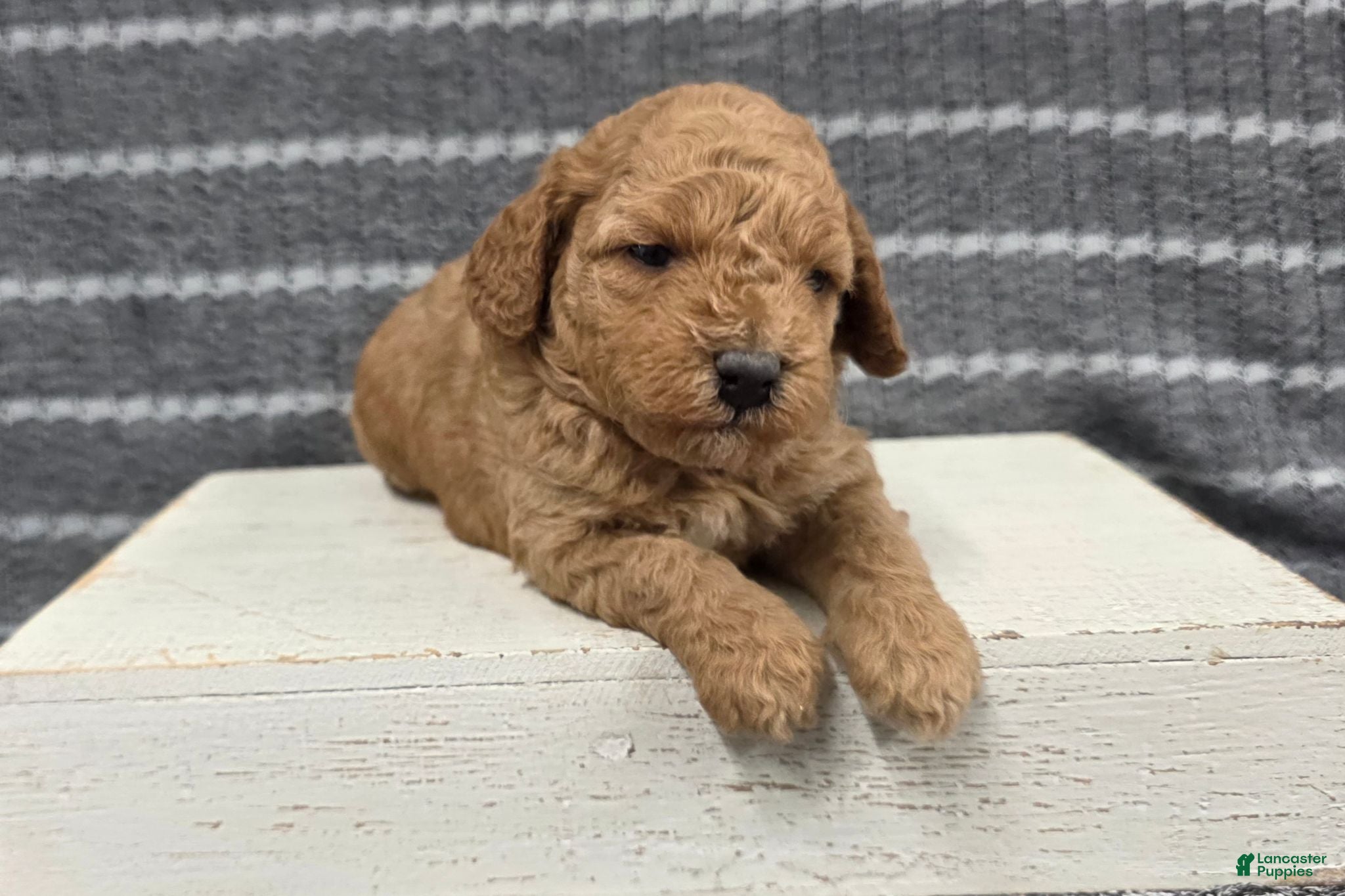 Miniature Poodle dogs Buttercup - Ad 1