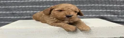Miniature Poodle dogs for sale: Buttercup - Ad 1