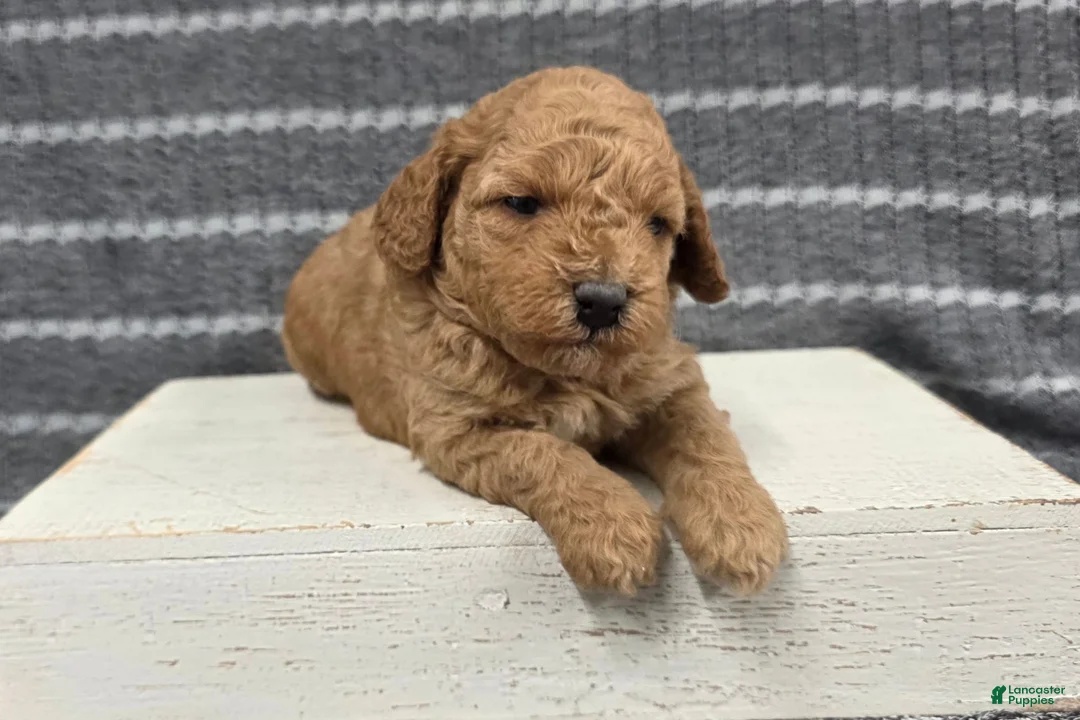 Miniature Poodle dogs for sale: Buttercup - Ad 1