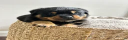 Rottweiler dogs for sale: Rolo - Ad 3
