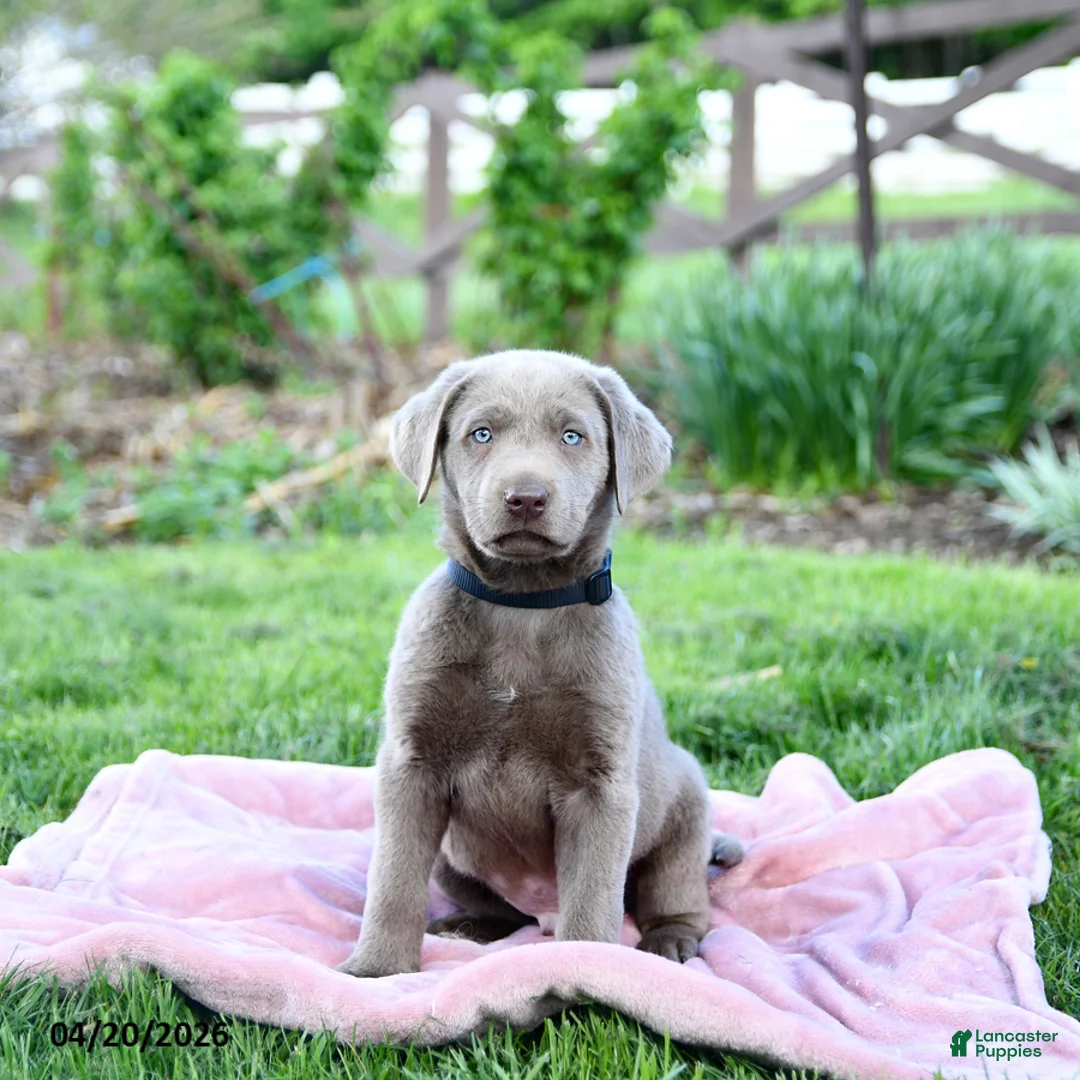 Labrador Retriever dogs for sale: Eddie - Ad 5