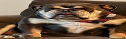 English Bulldog dogs for sale: English Bulldog 1 - Ad 18