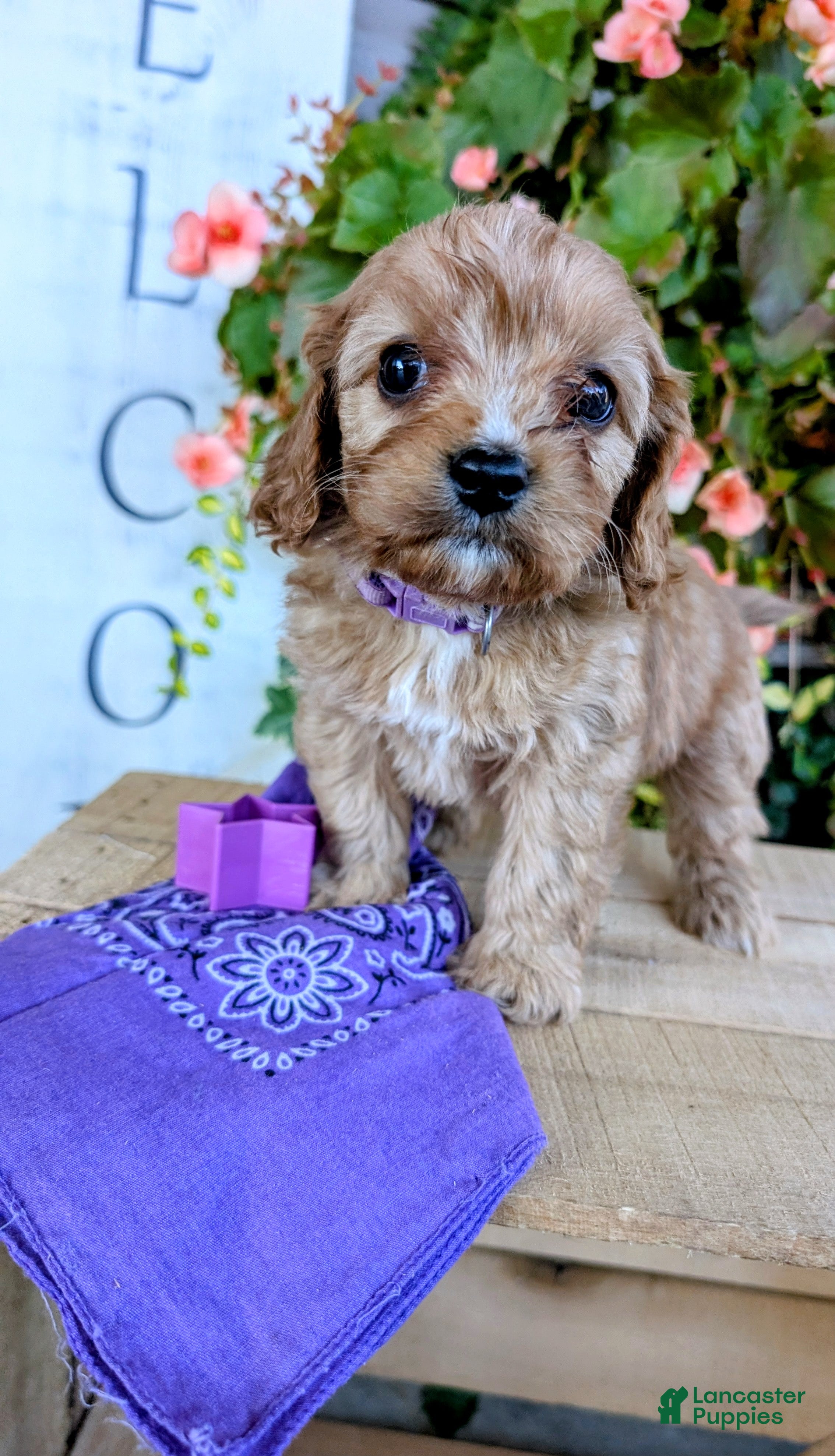 Cavapoo dogs for sale: EVEREST - Ad 2