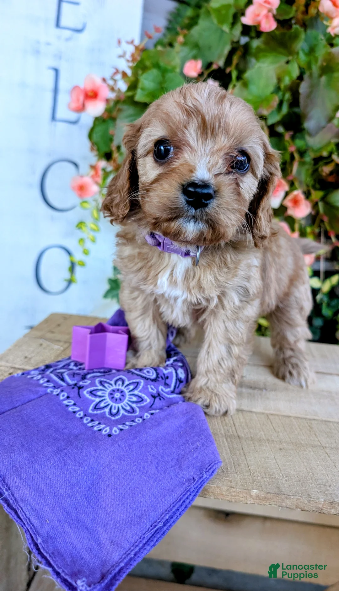 Cavapoo dogs for sale: EVEREST - Ad 2