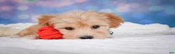 Maltipoo dogs for sale: Ginger - Ad 14