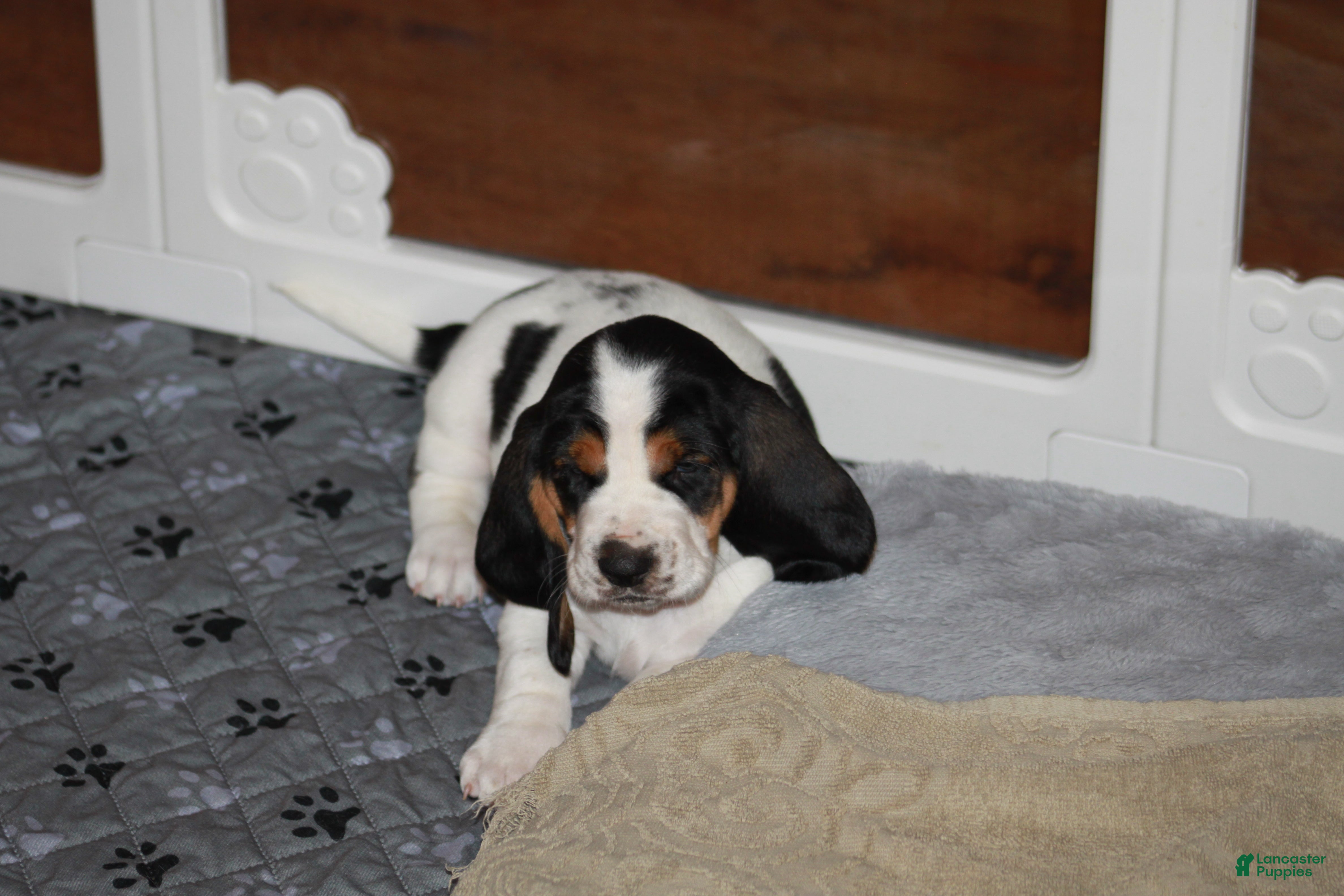 Basset Hound dogs Orange (Willa May) - Ad 9