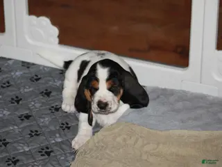 Basset Hound dogs Orange (Willa May) - Ad 9