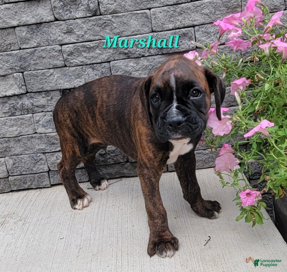 Boxer dogs Marshall - Ad 1