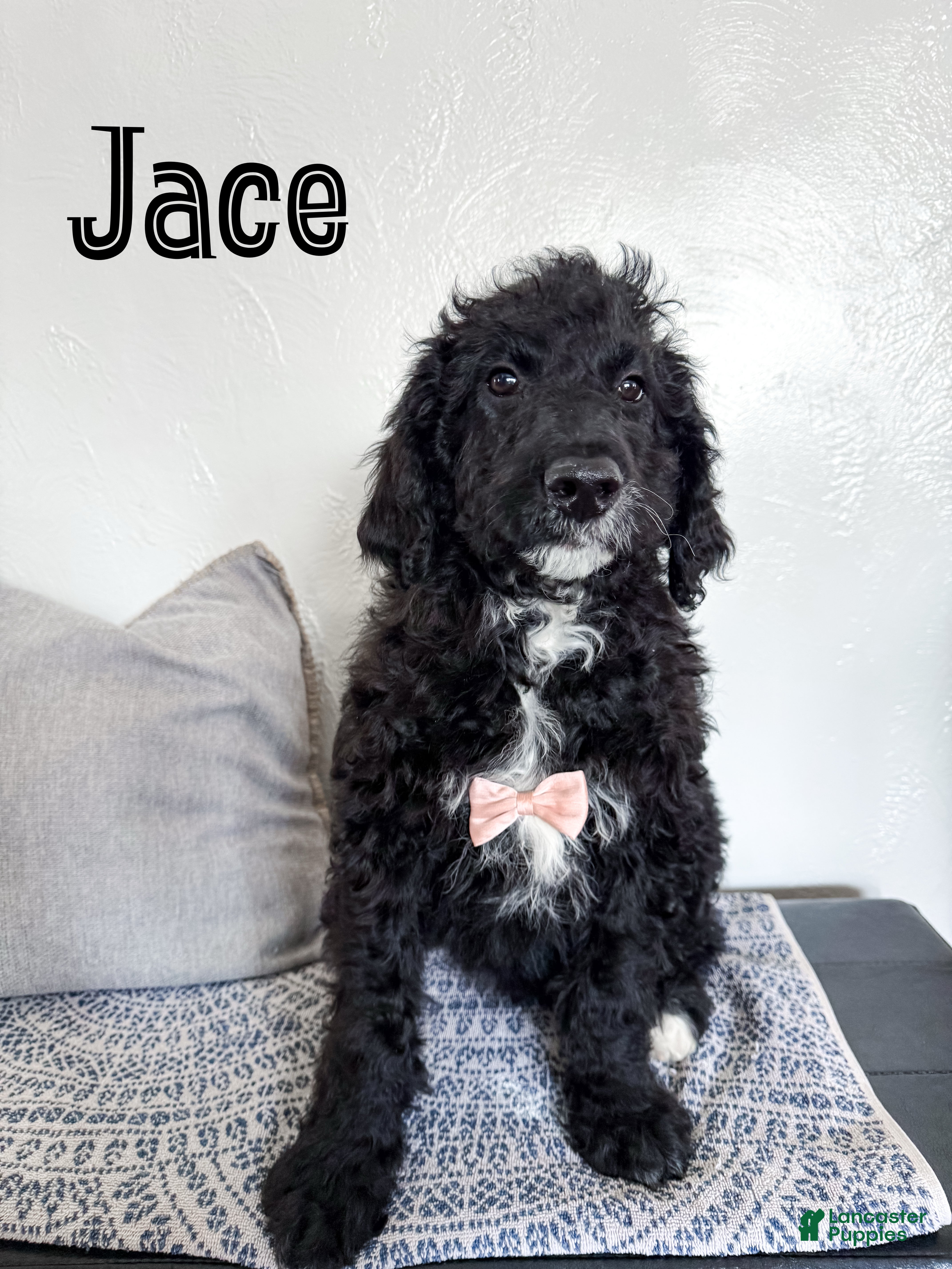 Aussiedoodle dogs Jace - Ad 22