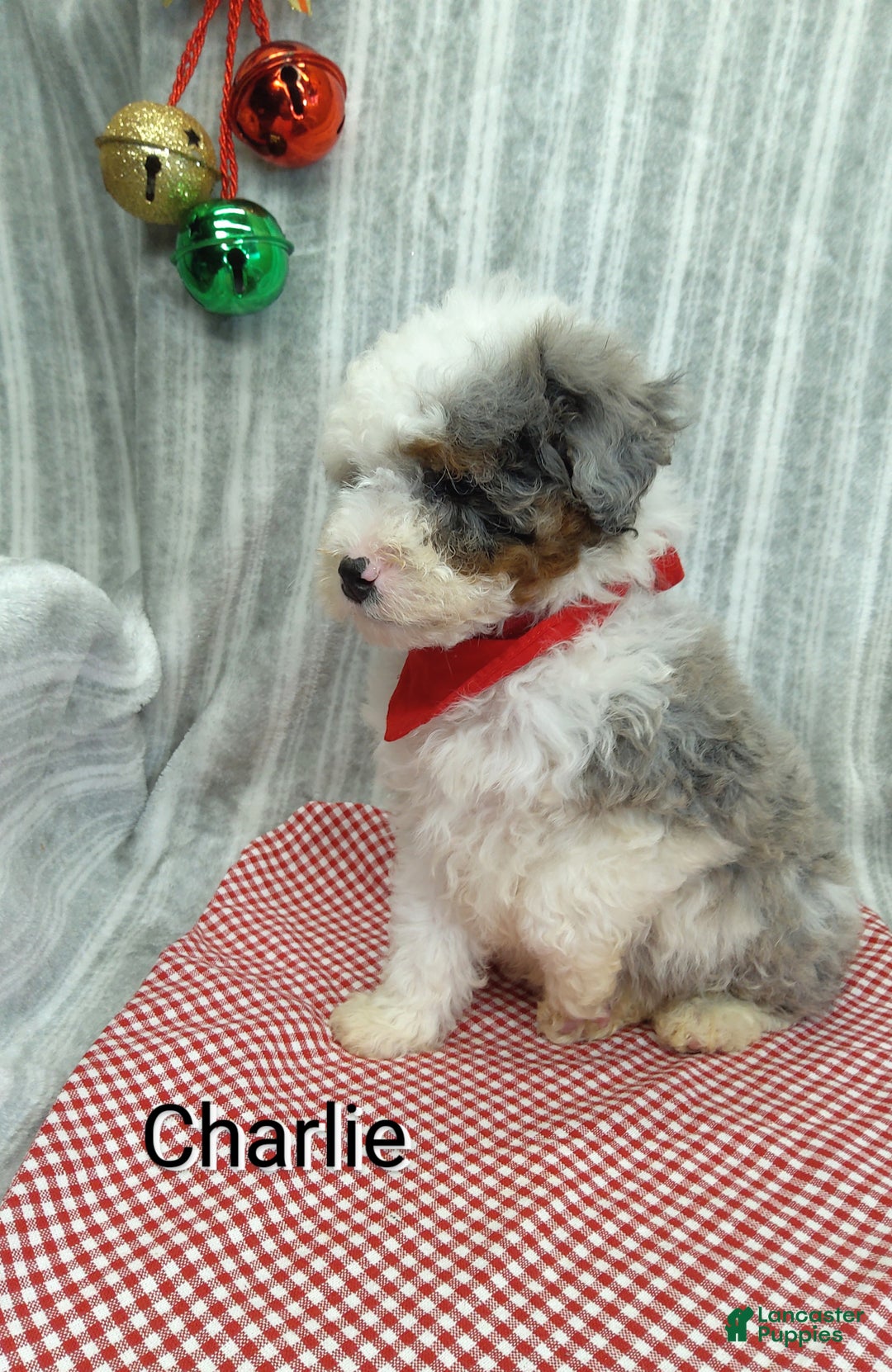 Mini Bernedoodle dogs for sale: Charlie - Ad 6