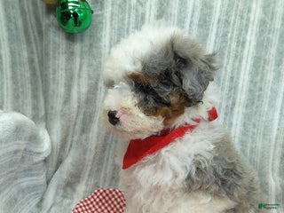 Mini Bernedoodle dogs Charlie - Ad 24