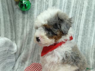 Mini Bernedoodle dogs Charlie - Ad 40