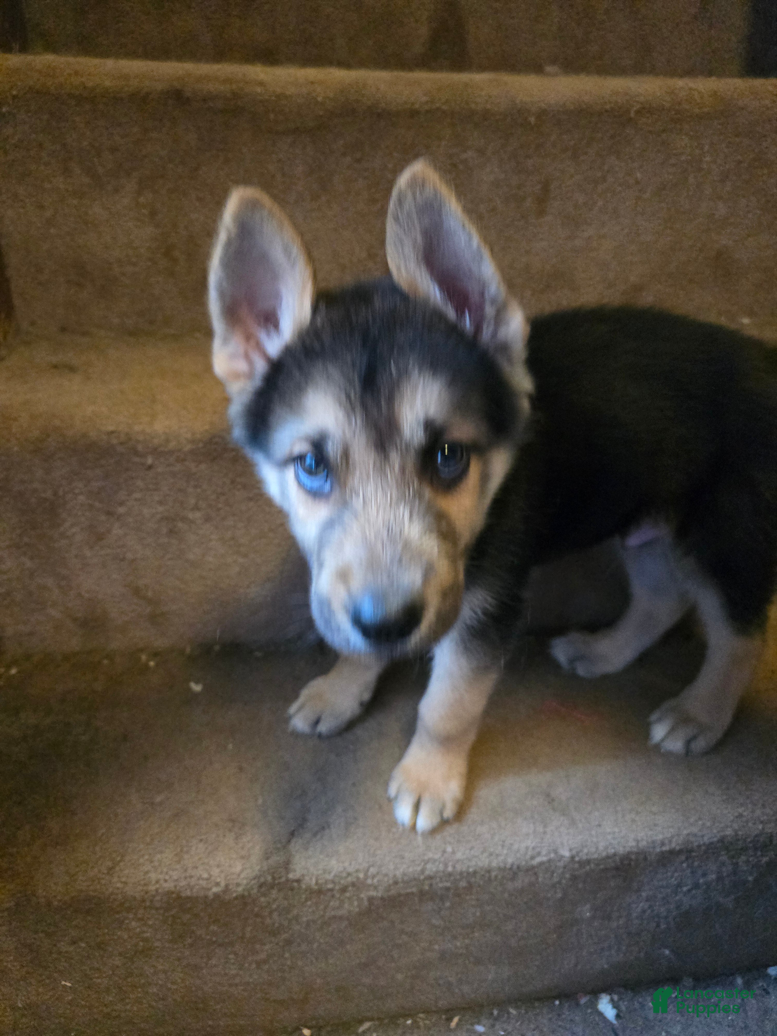 Gerberian Shepsky dogs Rocco - Ad 1