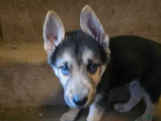 Gerberian Shepsky dogs for sale: Rocco - Ad 3