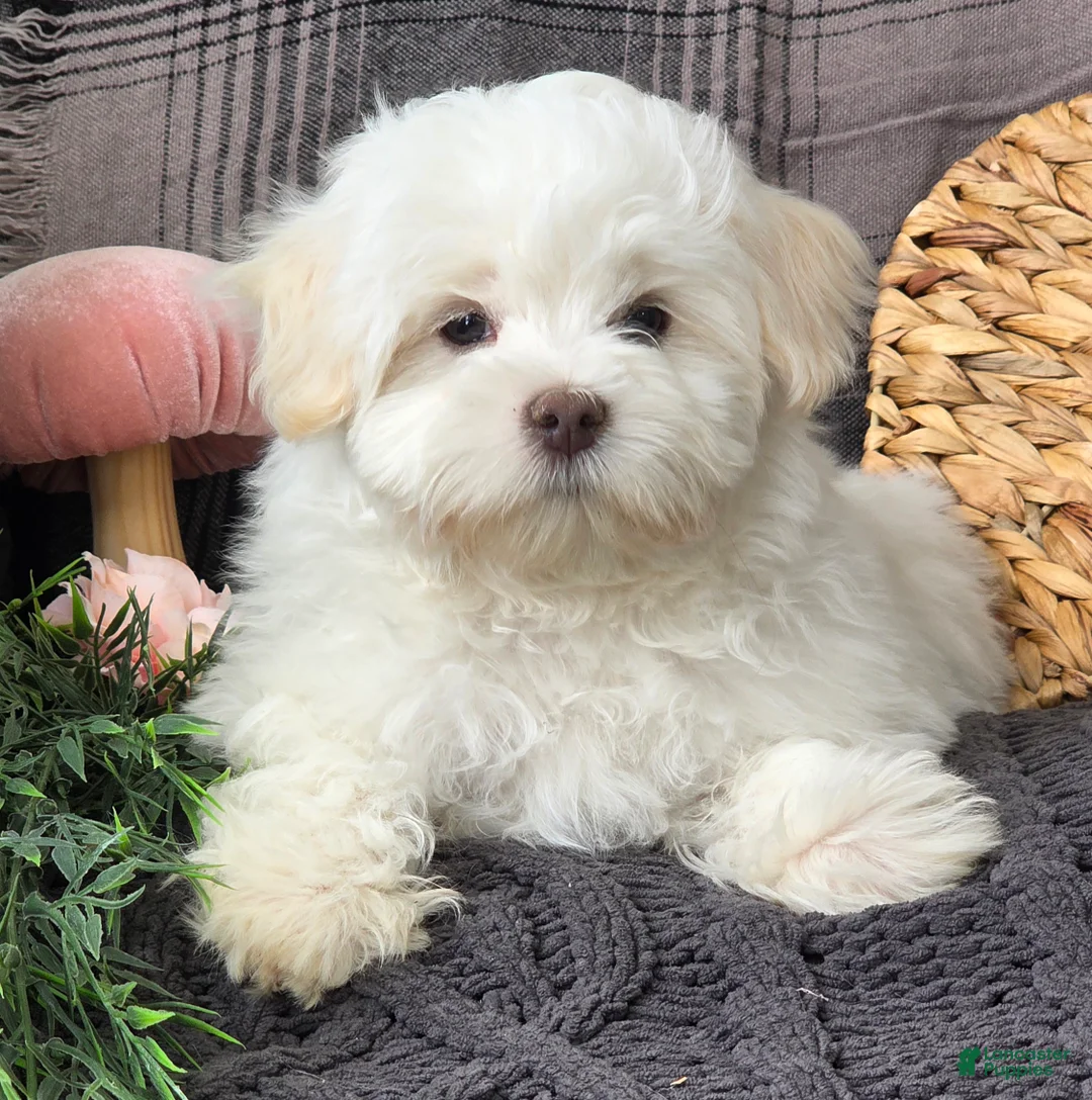Maltese dogs for sale: Cloud - Ad 5