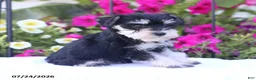 Miniature Schnauzer dogs for sale: Carrie - Ad 3