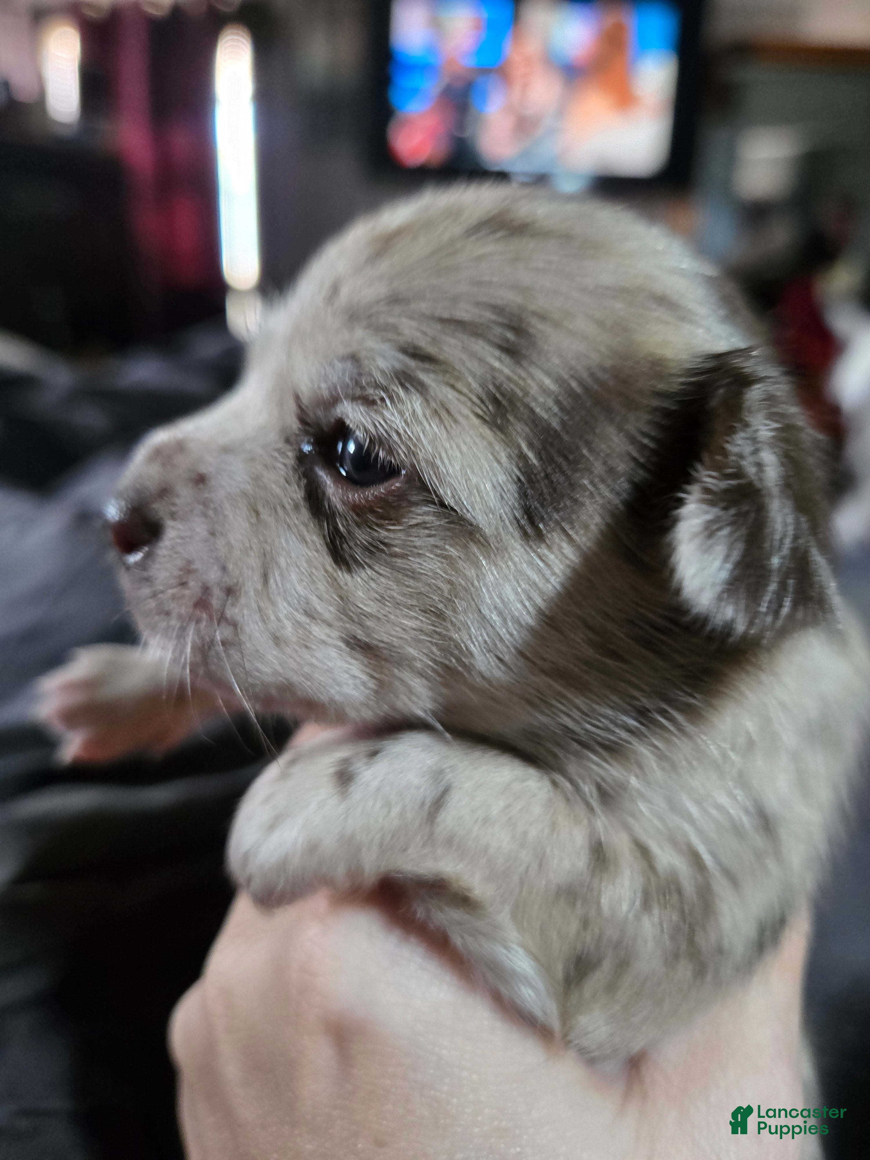 Chihuahua dogs for sale: Chihuahua 2 - Ad 3