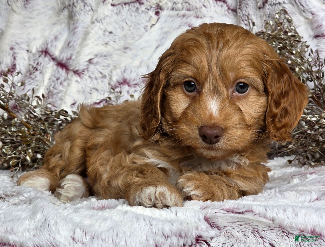 Cockapoo dogs for sale: Nelly - Ad 5