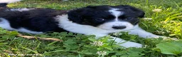 Mixed Breed dogs for sale: Libby - Ad 2