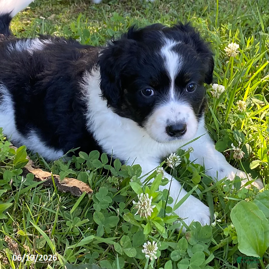 Mixed Breed dogs for sale: Libby - Ad 2