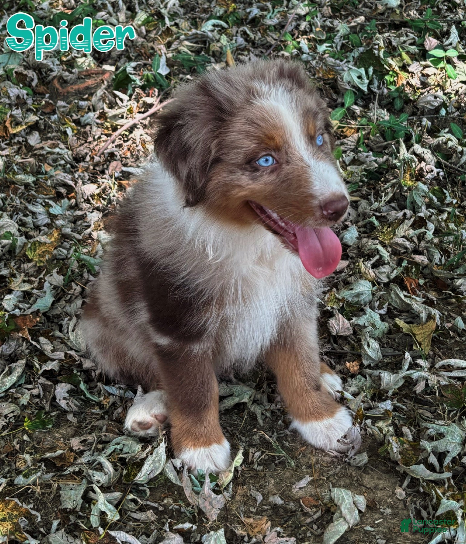 Australian Shepherd dogs Spider - Ad 27
