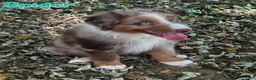 Australian Shepherd dogs for sale: Spider - Ad 1