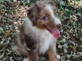 Australian Shepherd dogs Spider - Ad 27