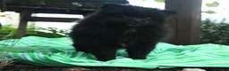 Pomeranian dogs for sale: Daffy - Ad 3