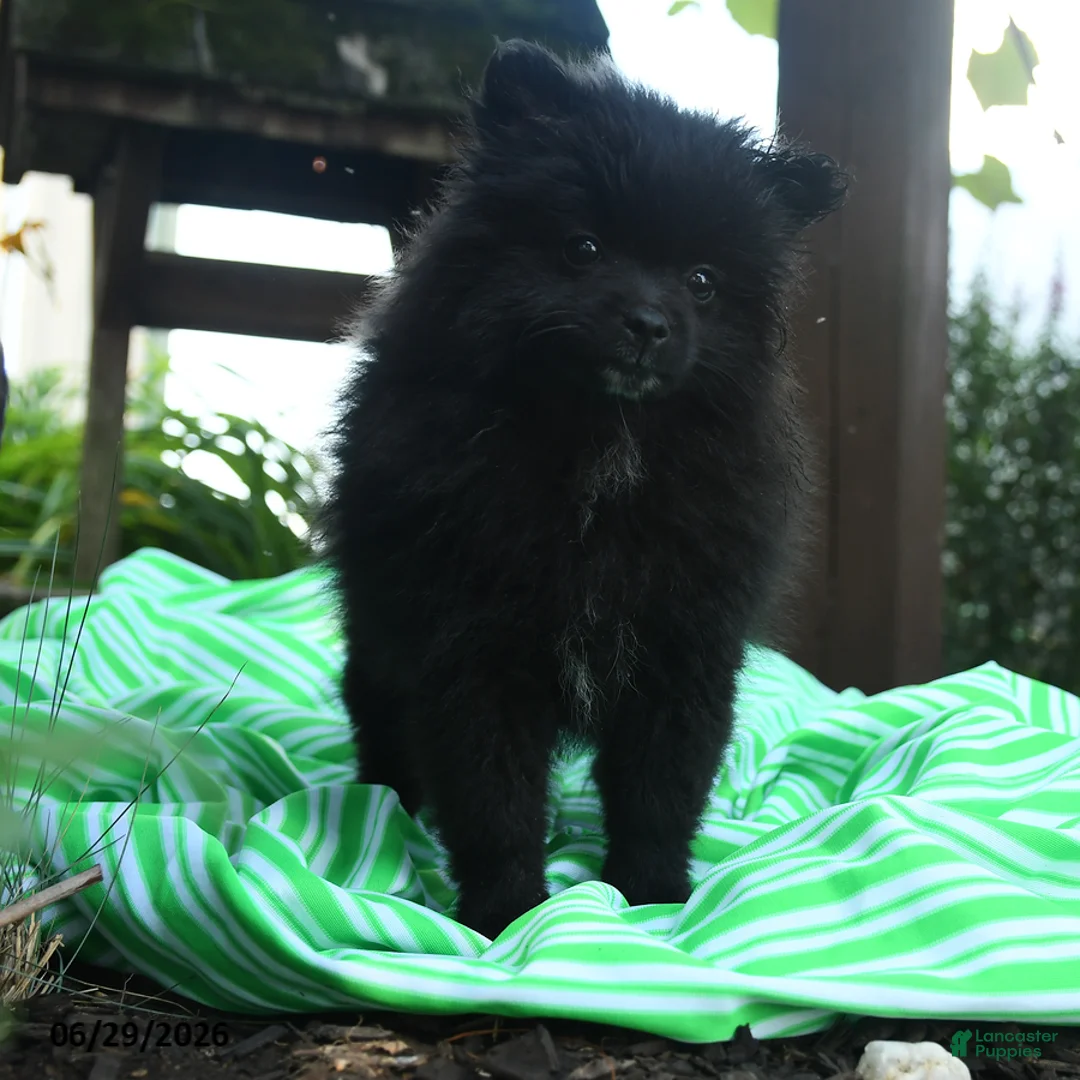 Pomeranian dogs for sale: Daffy - Ad 3